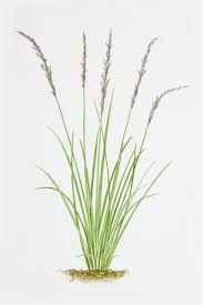 Attēlu rezultāti vaicājumam “Molinia caerulea leaf”