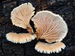 Attēlu rezultāti vaicājumam “Schizophyllum commune”