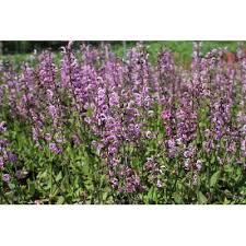 Image result for Salvia pratensis `Rose Rhapsody