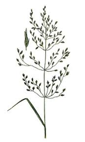 Attēlu rezultāti vaicājumam “Poa nemoralis”