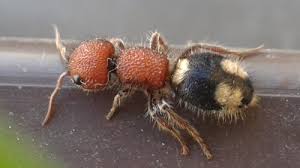 Attēlu rezultāti vaicājumam “Mutilla europaea”