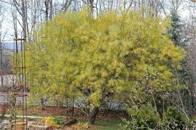 Attēlu rezultāti vaicājumam “Salix repens subsp. rosmarinifolia flower”