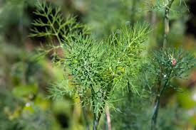 Image result for Dill