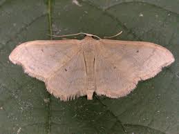 Attēlu rezultāti vaicājumam “Idaea straminata”