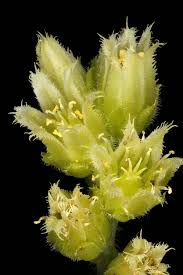 Attēlu rezultāti vaicājumam “Jovibarba globifera fruit”