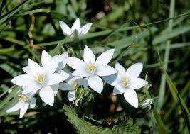 Attēlu rezultāti vaicājumam “Ornithogalum umbellatum”