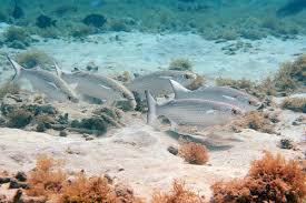 Image result for Mugil liza