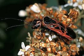 Attēlu rezultāti vaicājumam “Caenolyda reticulata”