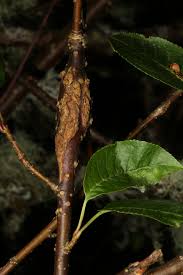 Attēlu rezultāti vaicājumam “Eriophyes padi”