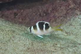 Image result for Monotaxis grandoculis