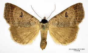 Attēlu rezultāti vaicājumam “Lygephila viciae”