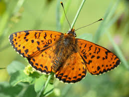 Attēlu rezultāti vaicājumam “Melitaea didyma male”