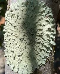 Attēlu rezultāti vaicājumam “Flavoparmelia caperata”