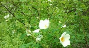 Attēlu rezultāti vaicājumam “Rosa villosa”