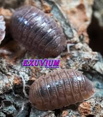 Attēlu rezultāti vaicājumam “Quedius dilatatus”