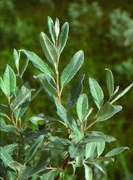 Attēlu rezultāti vaicājumam “Salix lapponum leaf”