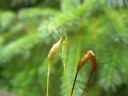 Attēlu rezultāti vaicājumam “Polytrichastrum pallidisetum macro”