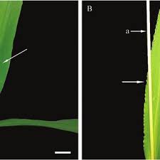 Attēlu rezultāti vaicājumam “Setaria viridis leaf”