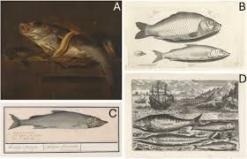 Image result for Coregonus oxyrinchus