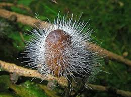 Attēlu rezultāti vaicājumam “Spinellus fusiger”