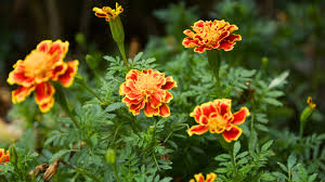 Attēlu rezultāti vaicājumam “Tagetes flower”
