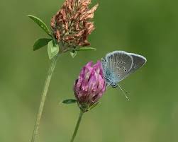 Attēlu rezultāti vaicājumam “Cyaniris semiargus underside”