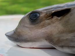 Image result for Myliobatis aquila