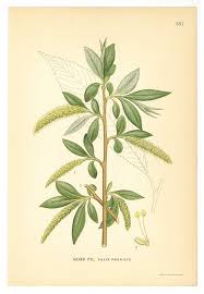 Attēlu rezultāti vaicājumam “Salix fragilis”