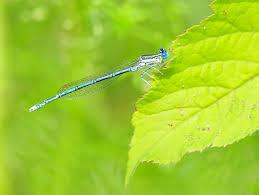 Attēlu rezultāti vaicājumam “Platycnemis pennipes”