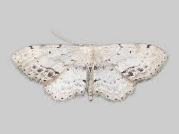 Attēlu rezultāti vaicājumam “Idaea emarginata”