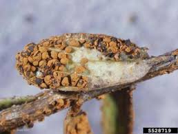 Attēlu rezultāti vaicājumam “Diderma simplex”