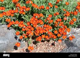 Attēlu rezultāti vaicājumam “Helianthemum nummularium”