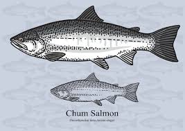 Image result for Oncorhynchus keta