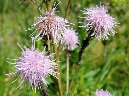 Attēlu rezultāti vaicājumam “Uroleucon cirsii”