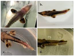 Image result for Acipenser fulvescens