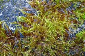 Attēlu rezultāti vaicājumam “Hypnum cupressiforme var. lacunosum sporophyte”
