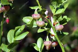 Attēlu rezultāti vaicājumam “Vaccinium myrtillus flower”