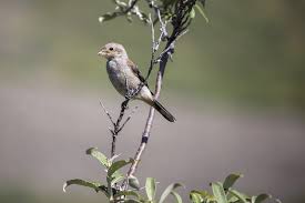 Attēlu rezultāti vaicājumam “Lanius excubitor adult”