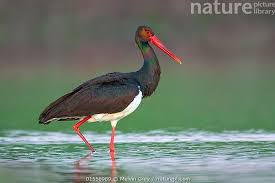 Attēlu rezultāti vaicājumam “Ciconia nigra adult”