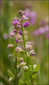 Attēlu rezultāti vaicājumam “Polygala vulgaris”