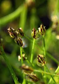 Attēlu rezultāti vaicājumam “Eleocharis acicularis”