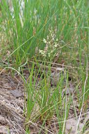 Attēlu rezultāti vaicājumam “Poa angustifolia”