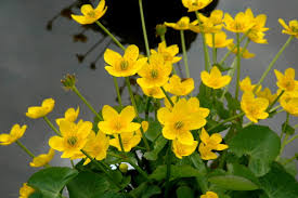 Attēlu rezultāti vaicājumam “Caltha palustris”