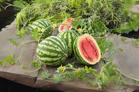 Attēlu rezultāti vaicājumam “Cotoneaster multiflorus fruit”