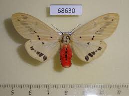 Attēlu rezultāti vaicājumam “Spilosoma sp.”
