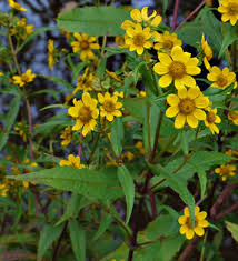 Attēlu rezultāti vaicājumam “Bidens cernua flower”