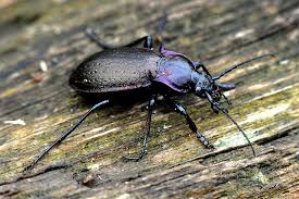 Attēlu rezultāti vaicājumam “Carabus nemoralis”