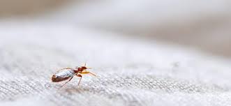 Image result for bed bugs
