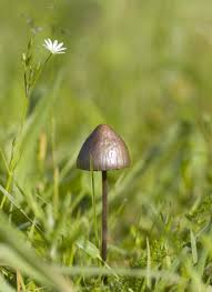 Attēlu rezultāti vaicājumam “Panaeolus papilionaceus”