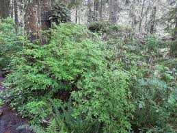 Attēlu rezultāti vaicājumam “Menziesia ferruginea”